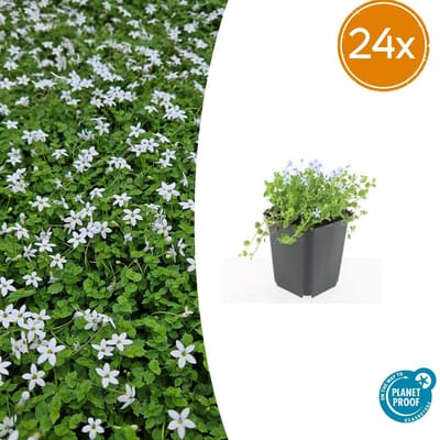 Trendyplants - Isotoma fluviatilis 'Alba' - 24 stuks - Blauwkussen / Kruiplobelia - Winterhard - Hoogte 10-30 cm - Potmaat Ø9cm
