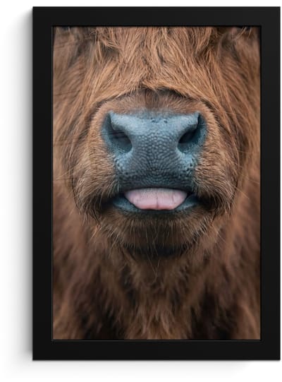 Poster in lijst - Fotolijst 20x30 cm - Posters - Schotse hooglander - Neus - Bruin - Posterlijst zwart - Decoratie - Wanddecoratie woonkamer - Muurdecoratie slaapkamer