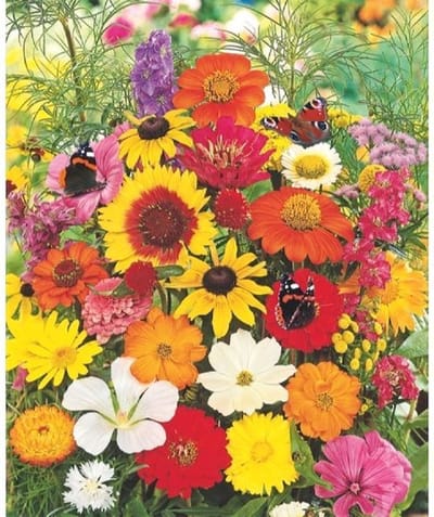 Buzzy Vlinderbloemen mengsel  250g - Meer dan 20 soorten bloemen