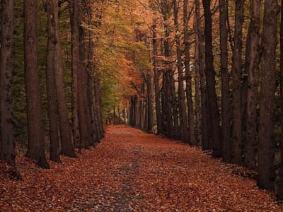 Legpuzzel 1000 stukjes - Puzzel volwassenen - Ontspanning thuis - HD-printkwaliteit - 75x50cm - Herfst