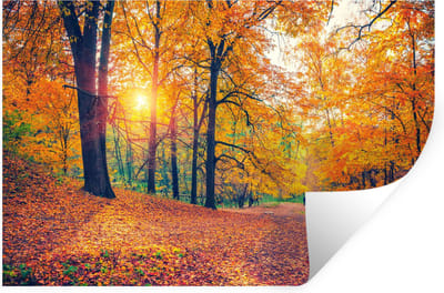 Muurstickers - Sticker Folie - Bomen - Herfst - Bos - Herfstbladeren - 30x20 cm - Plakfolie - Muurstickers Kinderkamer - Zelfklevend Behang - Zelfklevend behangpapier - Stickerfolie
