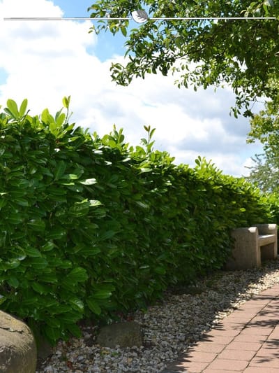 Laurier Prunus Rotundifolia 160-180 cm, 18x Haagplant
