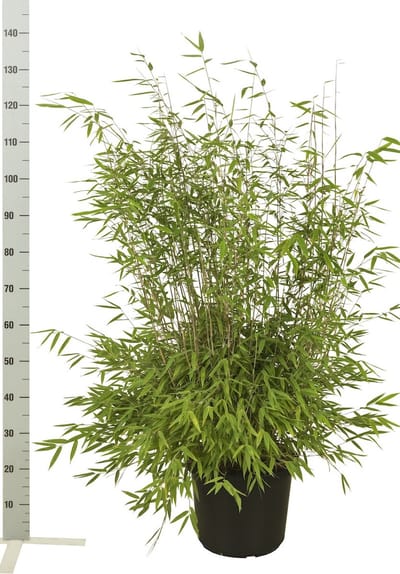 Plants Online - Haagplanten - Fargesia nitida - Pot 80-100 cm - set van 10 - Groeit breed uit - Groeit opgaand - Snelle groeier