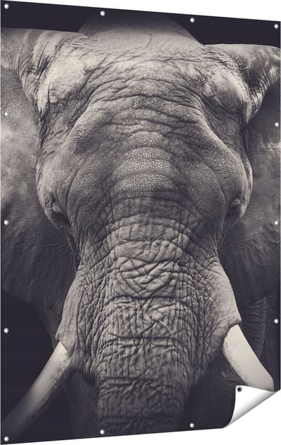 Gards Tuinposter Olifantenkop - Olifant - Zwart Wit - 120x160 cm - Tuindoek - Tuindecoratie - Wanddecoratie buiten - Tuinschilderij
