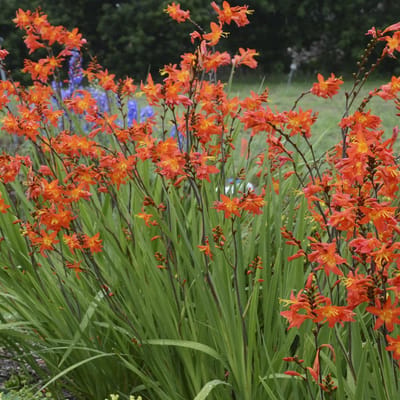 6 x Crocosmia 'Emily Mckenzie' - Montbretia Pot 9x9 cm - Oranjerode Bloemen