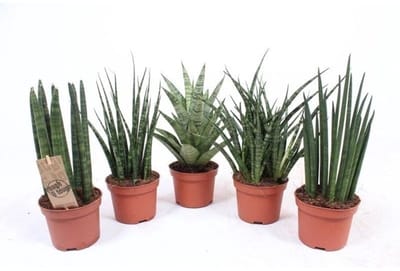 JUNAVERA Sansevieria mix in 8 cm pot – diverse mini-varianten, ± 25 cm hoge terrariumplanten
