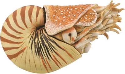 COLLECTA Figurine - Nautilus Pompilius - (Xl) - Prehistorie - Handgeschilderd - Miniatuur
