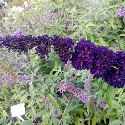 Buddleja davidii 'Black Knight' - Vlinderstruik - 40-60 cm in pot: Struik met diep paarszwarte bloempluimen, aantrekkelijk voor vlinders