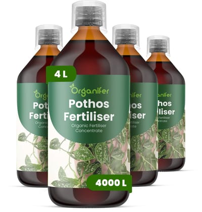 Vloeibare Meststof Voor Pothos 4X1 L Voor 4000 L - Npk 2-1-8 - Ondersteunt Gelijkmatige Rankgroei En Dicht Blad - Verbetert Wortelactiviteit - Verbetert De Tolerantie Voor Omgevingsstress Binnenshuis - Organifer