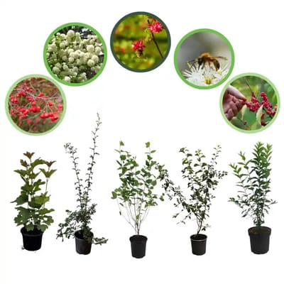 Bijenhaag pakket in pot 60-100 cm