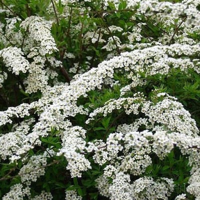 Spiraea cinerea 'Grefsheim' - Spierstruik 40-60 cm in pot