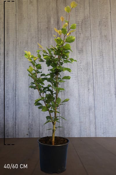 Plants Online - Haagplanten - 2 kleuren beukenhaag - Pot 40-60 cm - set van 1 - Prachtige herfstkleur - Bladverliezend - Formele haag - Informele haag