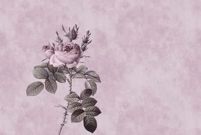 Fotobehang rose 1 DD110741 Livingwalls Walls by Patel | Fotobehang