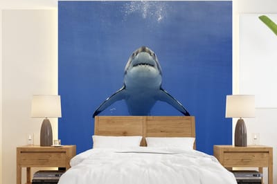 Behang - Fotobehang Witte haai zwemt richting het wateroppervlak - Breedte 200 cm x hoogte 220 cm
