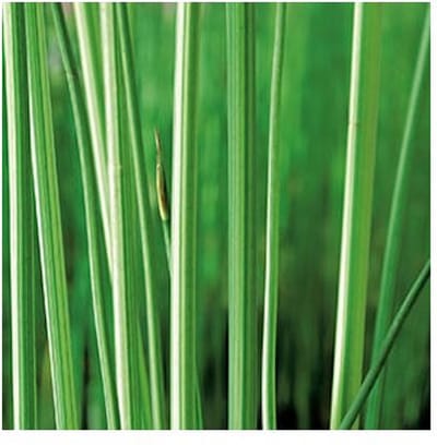 Moerings Scirpus Lacustris | Mattenbies | In 18CM Mand Kant en Klaar