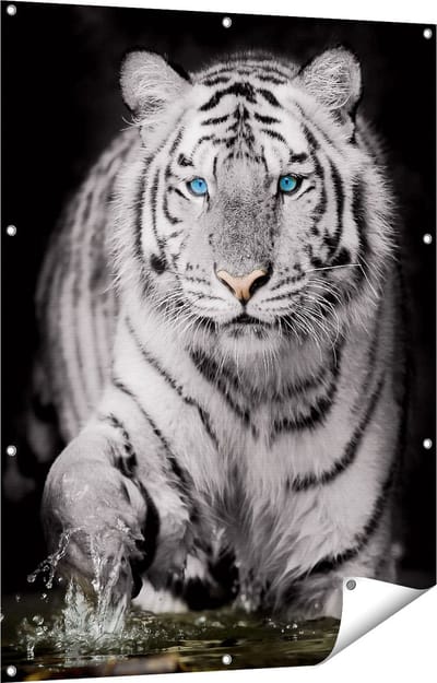 Gards Tuinposter Tijger met Blauwe Ogen - Zwart Wit - 90x120 cm - Tuindoek - Tuindecoratie - Wanddecoratie buiten - Tuinschilderij