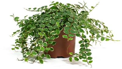 JUNAVERA Ficus pumila 'White Sunny' | terrariumplant en kamerplant | 9 cm pot | ca. 15 cm hoog