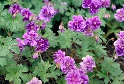 6x Ooievaarsbek - Geranium himal. 'Plenum' | 9x9 cm pot