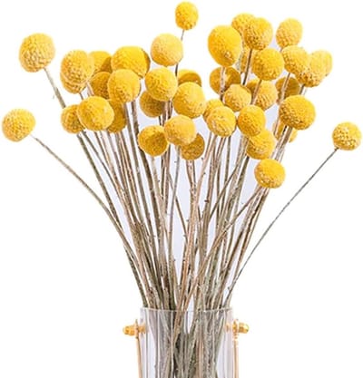 Gedroogde bloemen - Craspedia bollen - Bruiloft decoratie - Natuurlijke uitstraling - 40 stuks - Geel