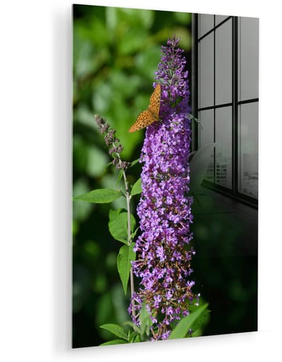 ® Glasschilderij 120x180 cm - Schilderij acrylglas - Vlinderstruik in de natuur met schaduw - Foto op glas - Muurdecoratie woonkamer - Wanddecoratie slaapkamer - Schilderijen