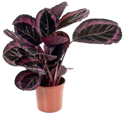 JUNAVERA Calathea Rose Dotti terrariumplant in 7 cm pot | ca. 15 cm hoog bij leverin