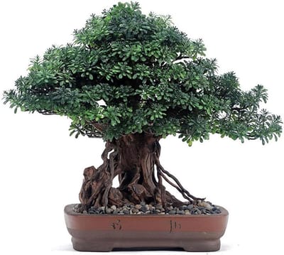 Simulatieboom Simulatie Bonsai Nep Groene Planten Pot Hotel Hoogwaardige Meubels Kantoor Studeerkamer Chinese Decoratieve Ornamenten Kunstbomen