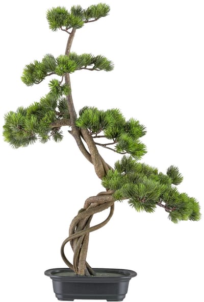 Bonsai Kopu - Circa 70 X 45 cm - In Een Zwarte Plastic Pot
