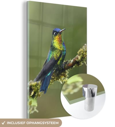® Glasschilderij 120x180 cm - Schilderij acrylglas - Vogel - Kolibrie - Kleuren - Foto op glas - Muurdecoratie woonkamer - Wanddecoratie slaapkamer - Schilderijen