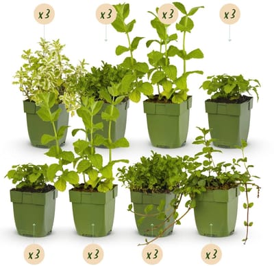 Green boutiQ - Borderpakket - Thee kruiden - 24 Vaste planten - 3 m2 - Diversen kleuren - Weinig Onderhoud - Pot 11cm