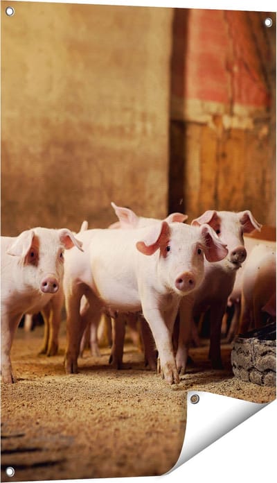 Gards Tuinposter Varkens op een Boerderij Stal - 60x90 cm - Tuindoek - Tuindecoratie - Wanddecoratie buiten - Tuinschilderij