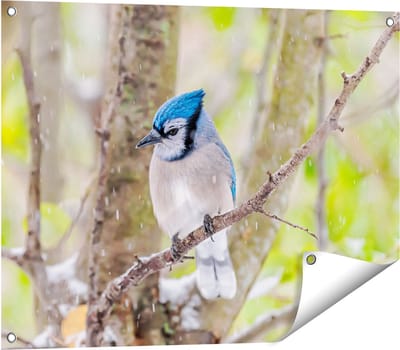 Gards Tuinposter Blauwe Gaai Vogel in de Sneeuw - 80x60 cm - Tuindoek - Tuindecoratie - Wanddecoratie buiten - Tuinschilderij