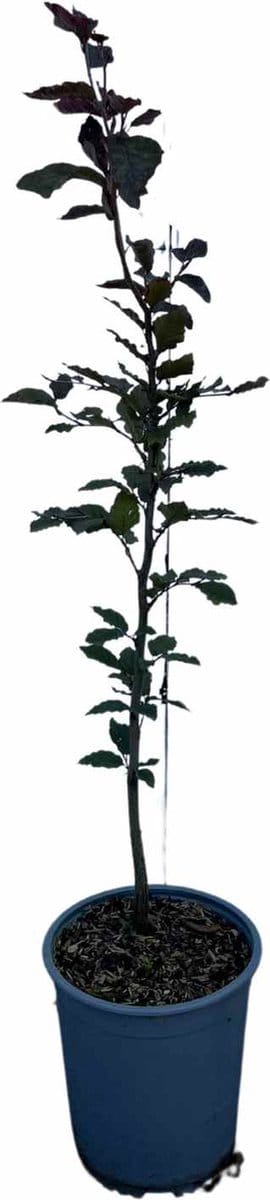 Rode beuk 60-80 cm (in pot) - Fagus syl. 'Atropunicea' - Ø19 cm - inheemse plant - meest gekozen haagplant - heel het jaar blikdicht