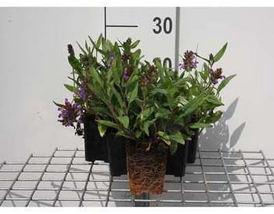 6x Brunel - Prunella grandiflora | 9x9 cm pot