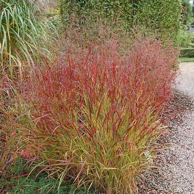 6 x Panicum Virgatum 'Rehbraun' - Gierst - pot 9 x 9 cm - Herfstpracht in Roodbruin