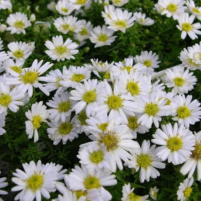 6 x Aster Dumosus 'Schneekissen' - Herfstaster pot 9x9cm
