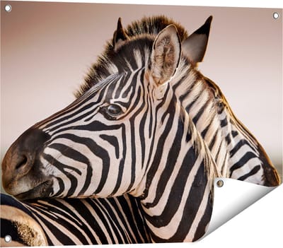 Gards Tuinposter Twee Knuffelende Zebra's - 80x60 cm - Tuindoek - Tuindecoratie - Wanddecoratie buiten - Tuinschilderij