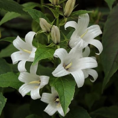6x Campanula lactiflora 'White Pouffe' Pot 9x9cm - Witte klokjesbloem van topkwaliteit