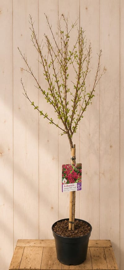 Lagerstroemia Indica Indische Sering 'Red Imperator' 125 cm II Ware...