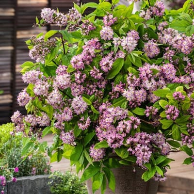 Plants Online BV - Planten - Tuinplanten - Heesters - Set van 1 - Deutzia 'Raspberry Sundae'
