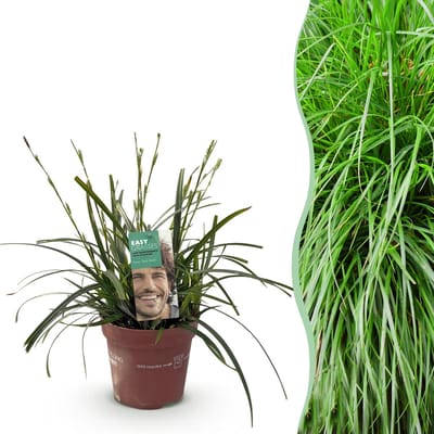 Plantenboetiek.nl | Siergrassen - Carex oshimensis Intense Green - Groen - Groenblijvend - Winterhard - Ø17cm - 40-50cm hoog - Tuinplant