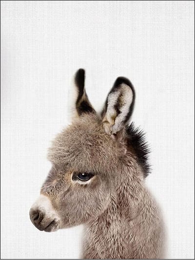 Ychee - Canvas Poster - Baby Kamer - Kinder Kamer - Slaap Kamer - Dieren - Decoratie - Art - Geen fotolijst/frame inbegrepen - 30x40cm - Ezel