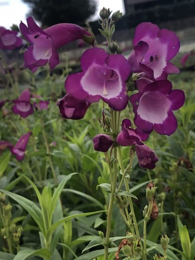 6x Slangekop - Penstemon hybr. 'Purple Passion' | 9x9 cm pot