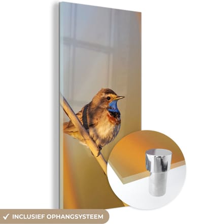 MuchoWow® Glasschilderij 20x40 cm - Schilderij acrylglas - Vogels - Blauwborst - Riet - Foto op glas - Schilderijen