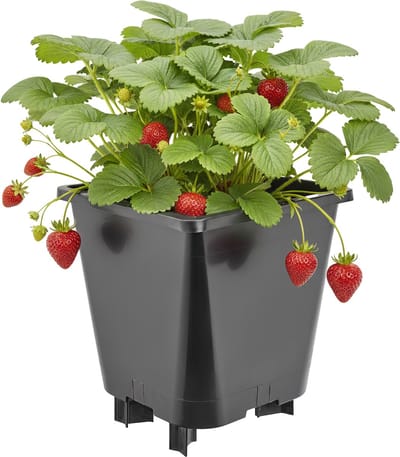Garronda Kunststof bloempot met poten voor aardbeien en frambozen (Zwart, 19,5 x 19,5 x 21 cm – 5 L) GD-KW-F