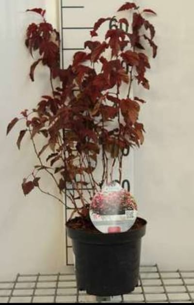 2 x Physocarpus opulif. 'Little Angel'® - Blaasspirea 40- 50 cm in pot