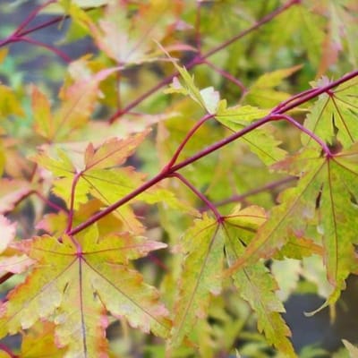 Acer Palmatum 'Sangokaku' (= 'Senkaki') - Kleine Japanse esdoorn 50-60 cm pot