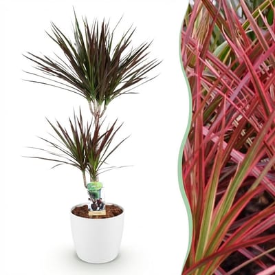 Plantenboetiek.nl | Dracaena Magenta - Drakenbloedboom - Weinig onderhoud - Groen - met Potter Wit - Ø21cm - 90-100cm hoog - Kamerplant - Arrangement - Plant met pot