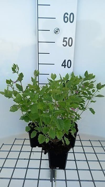 6x Steentijm - Calamintha grandiflora ( clinopodium grand.) | 9x9 cm pot