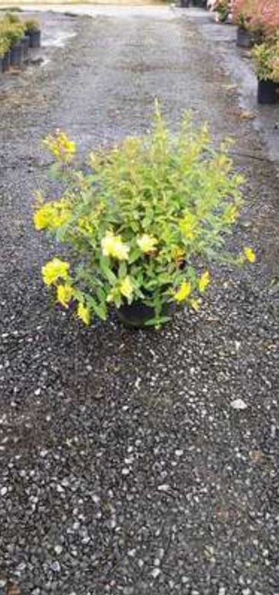 Hypericum hybr. 'Hidcote' - Herfsthooi, Sint Janskruid 30- 40 cm in pot