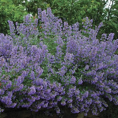 6 x Nepeta Faassenii 'Walker's Low' - Kattekruid pot 9x9cm